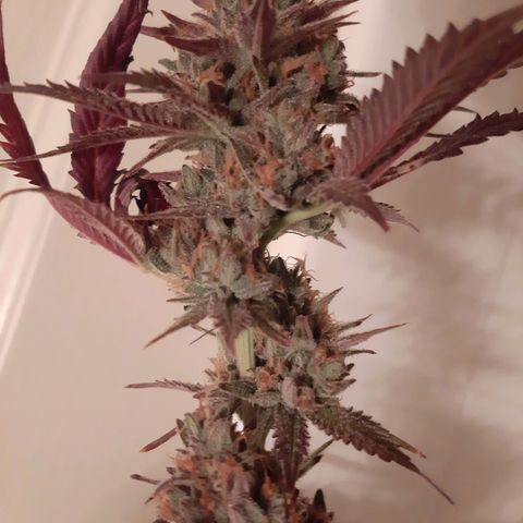Vanilla Sunbreath s1 growlog timeline photo