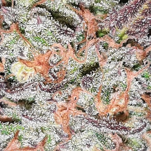Vanilla Sunbreath s1 growlog timeline photo