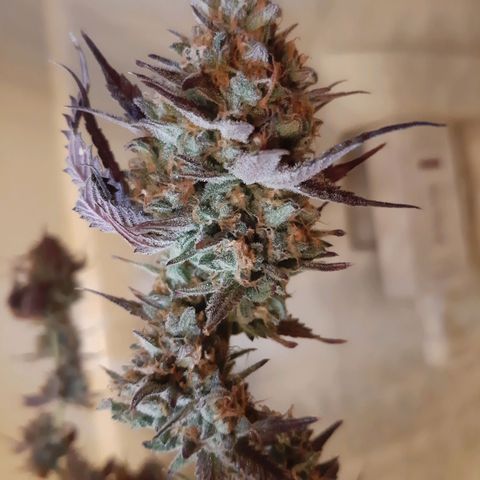 Vanilla Sunbreath s1 growlog timeline photo