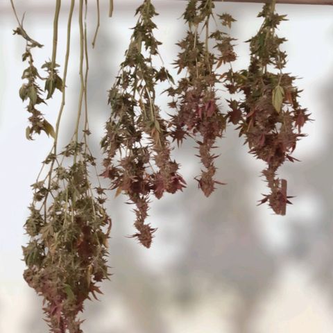 Vanilla Sunbreath s1 growlog timeline photo