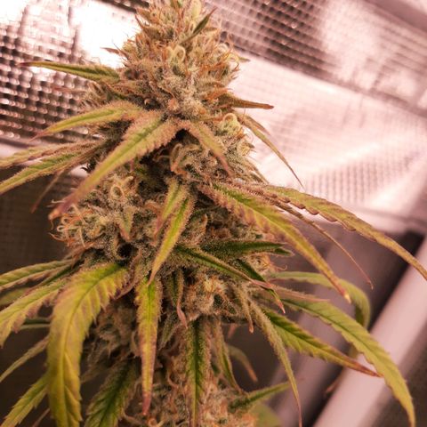 Pennywise growlog timeline photo