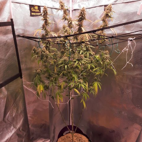 Pennywise growlog timeline photo