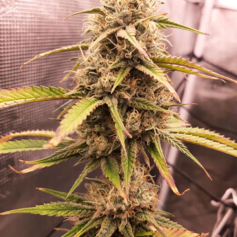 Pennywise growlog timeline photo
