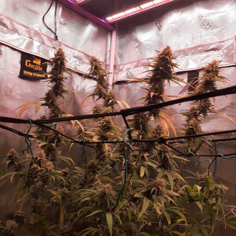 Pennywise growlog timeline photo
