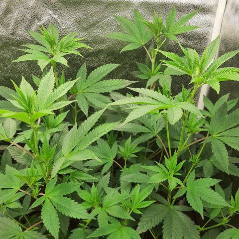 Orange an Berriez growlog timeline photo