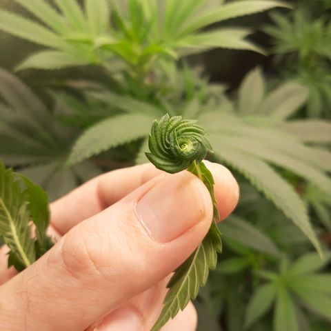Star Buttah growlog timeline photo