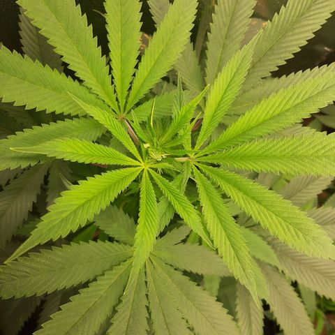 Star Buttah growlog timeline photo