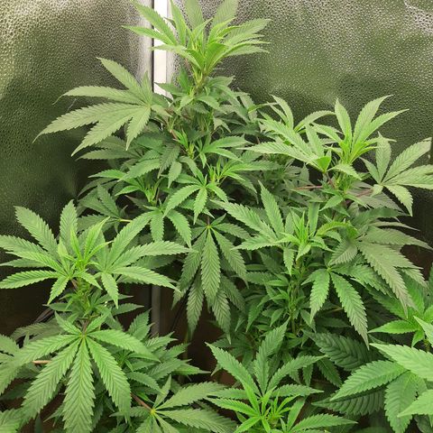 Unicorn Gelatin growlog timeline photo
