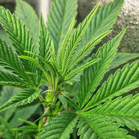 Orange an Berriez growlog timeline photo
