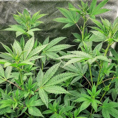 Orange an Berriez growlog timeline photo