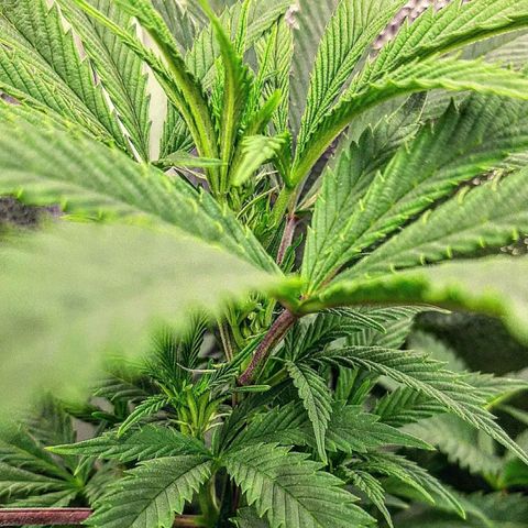Unicorn Gelatin growlog timeline photo