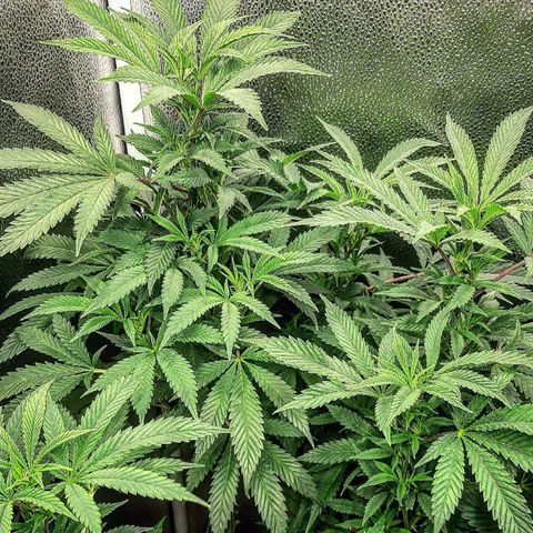 Unicorn Gelatin growlog timeline photo