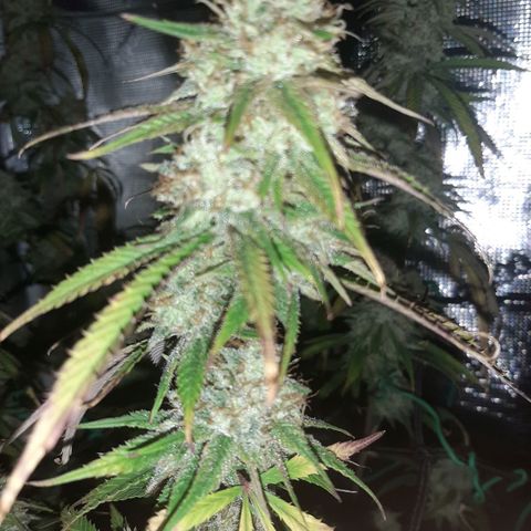 Pennywise growlog timeline photo