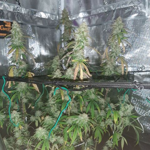 Pennywise growlog timeline photo
