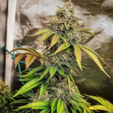 Killer Bees (bwcc cut) growlog in 4x2 Gorilla flower tent