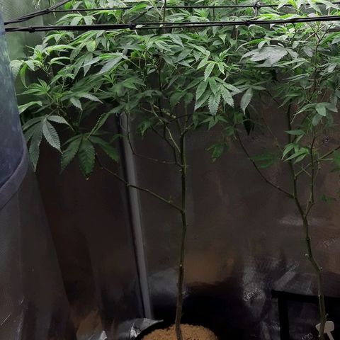Killer Bees (bwcc cut) growlog photo
