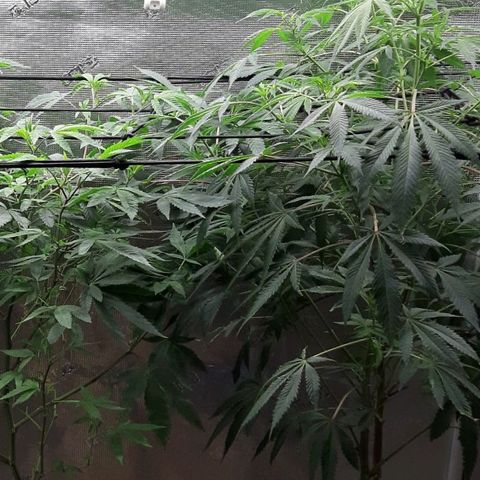Double Burnout growlog timeline photo