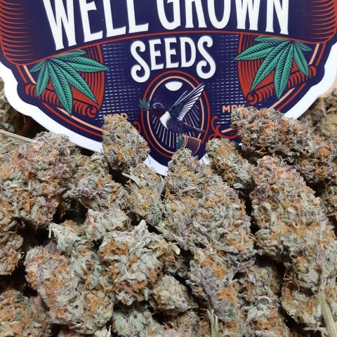 Vanilla Sunbreath s1 growlog timeline photo