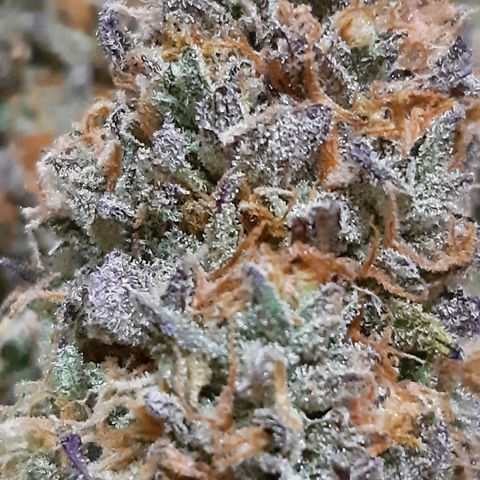 Vanilla Sunbreath s1 growlog timeline photo