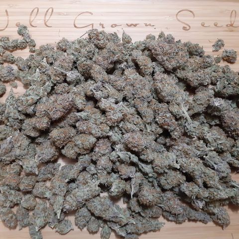 Vanilla Sunbreath s1 growlog timeline photo
