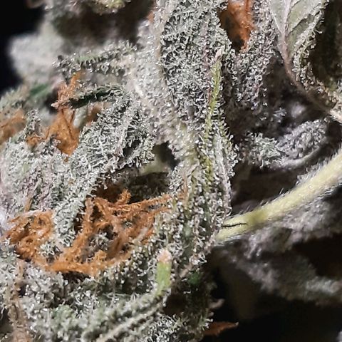 Vanilla Sunbreath s1 growlog timeline photo