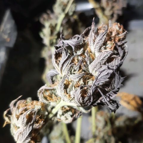 Vanilla Sunbreath s1 growlog timeline photo