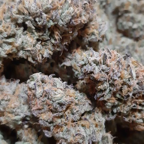 Vanilla Sunbreath s1 growlog timeline photo