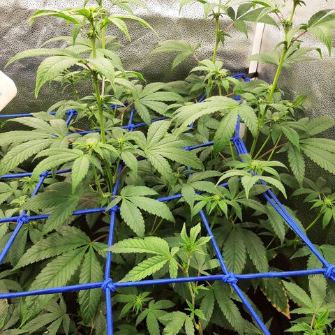 Orange an Berriez growlog timeline photo