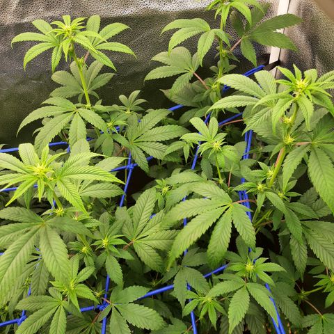 Orange an Berriez growlog timeline photo