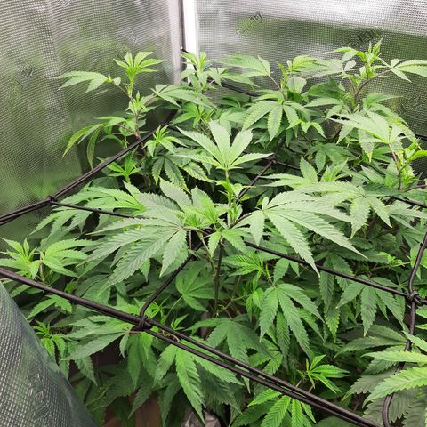 Killer Bees (bwcc cut) growlog photo