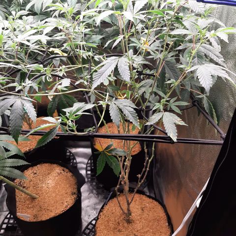 Unicorn Rainbows growlog timeline photo