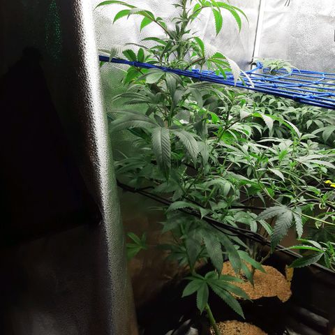 Star Buttah growlog timeline photo