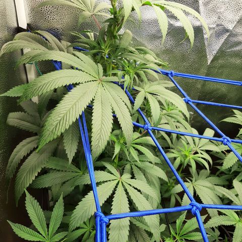 Star Buttah growlog timeline photo