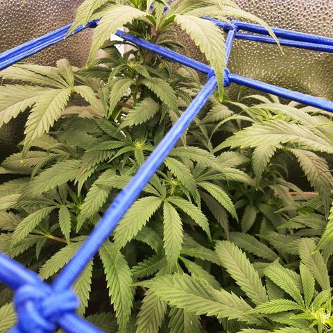 Unicorn Gelatin growlog timeline photo