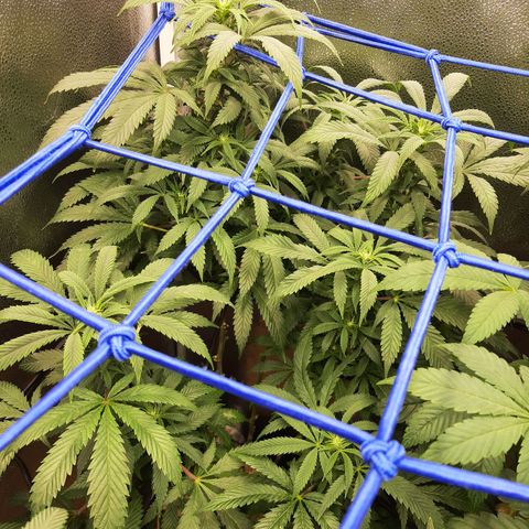 Unicorn Gelatin growlog timeline photo