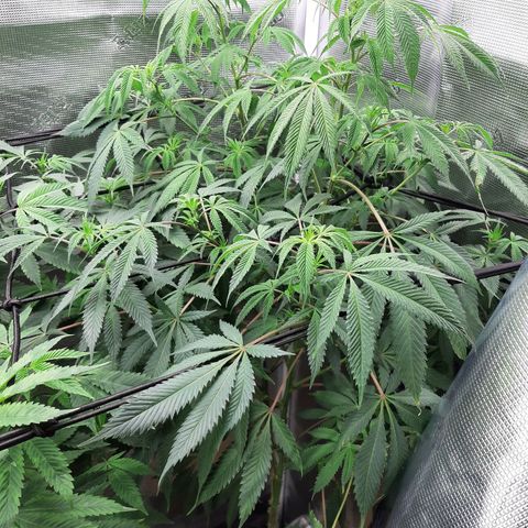 Double Burnout growlog timeline photo