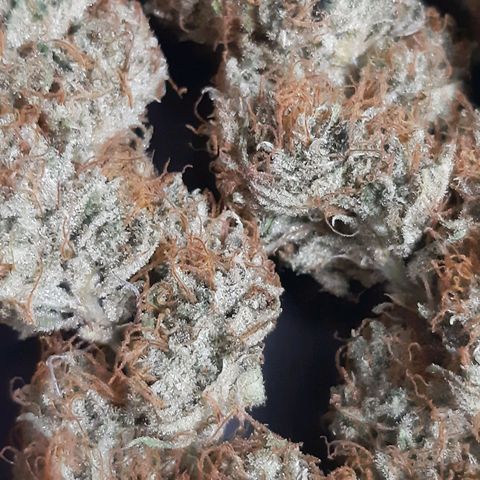 Pennywise growlog timeline photo