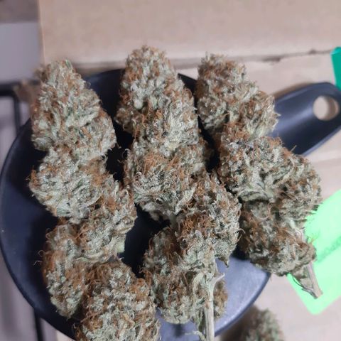 Pennywise growlog timeline photo
