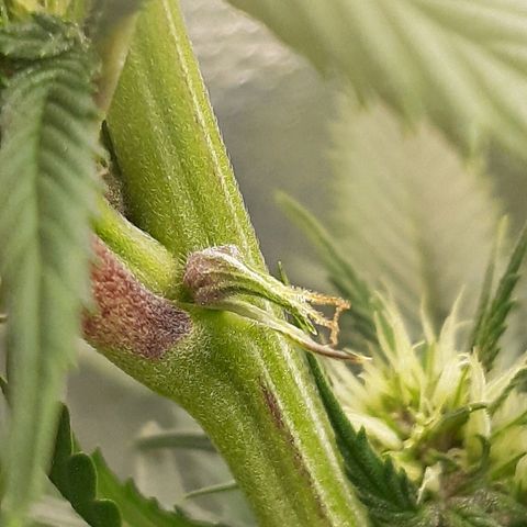 Star Buttah growlog timeline photo