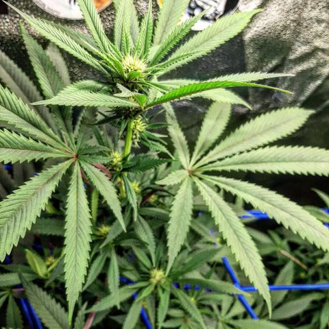 Star Buttah growlog timeline photo