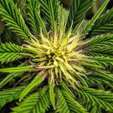 Star Buttah growlog timeline photo