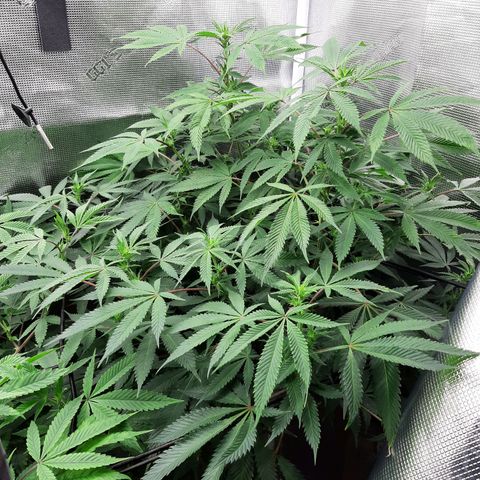 Double Burnout growlog timeline photo