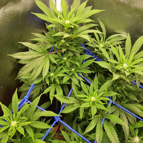 Unicorn Gelatin growlog timeline photo