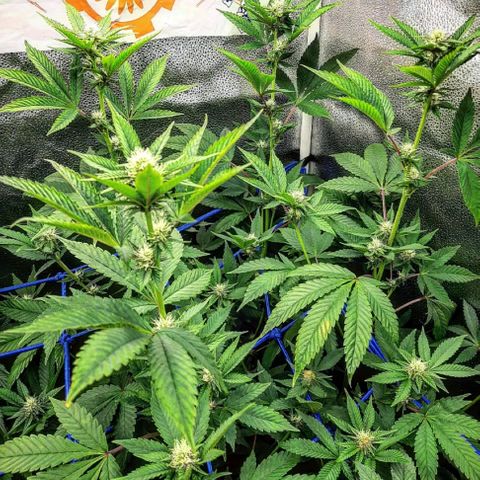 Orange an Berriez growlog timeline photo