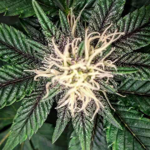 Orange an Berriez growlog timeline photo