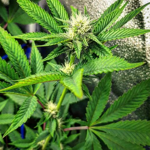 Orange an Berriez growlog timeline photo