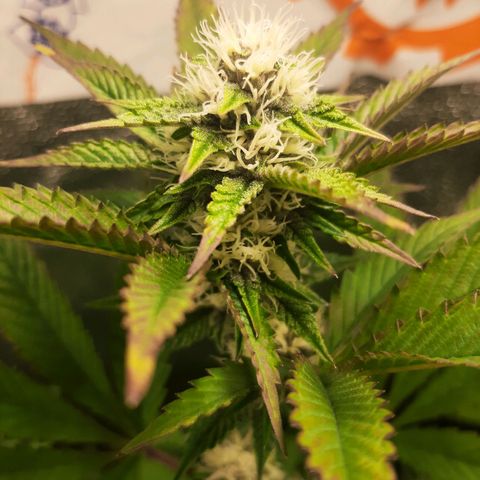 Orange an Berriez growlog timeline photo