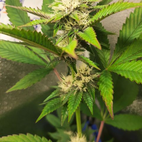 Orange an Berriez growlog timeline photo