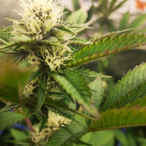 Orange an Berriez growlog timeline photo