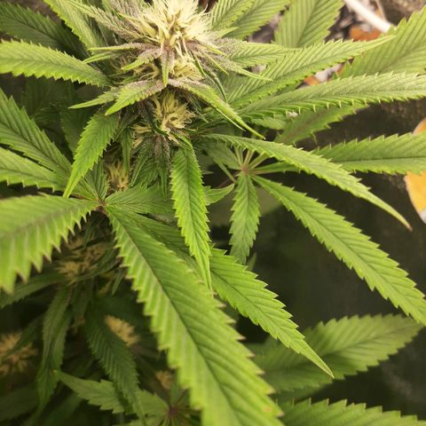 Star Buttah growlog timeline photo
